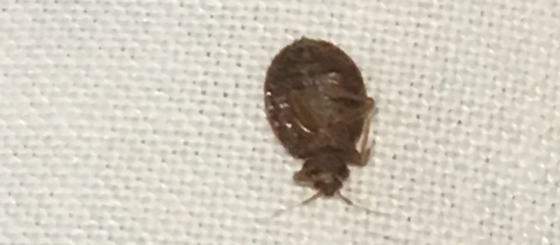 Rogers-bedbug-2